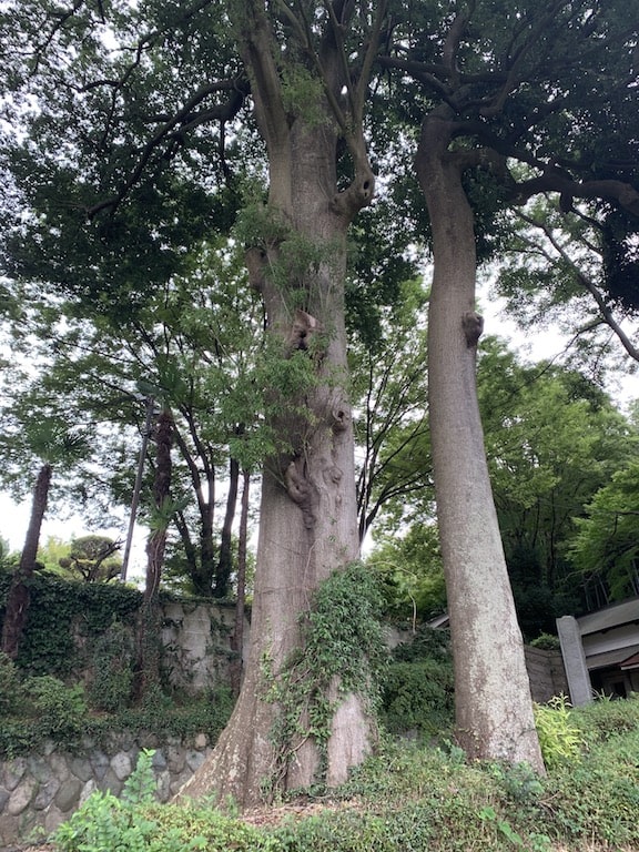 散歩道の謎の大木