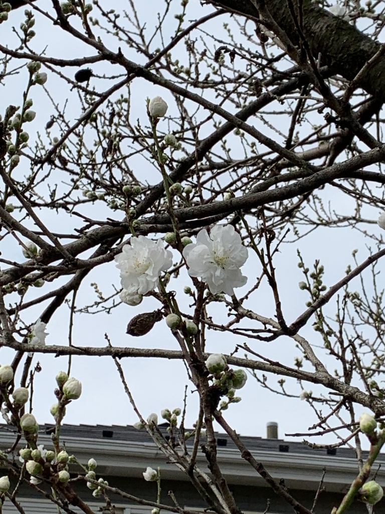 早渕川沿いで見つけた白い花