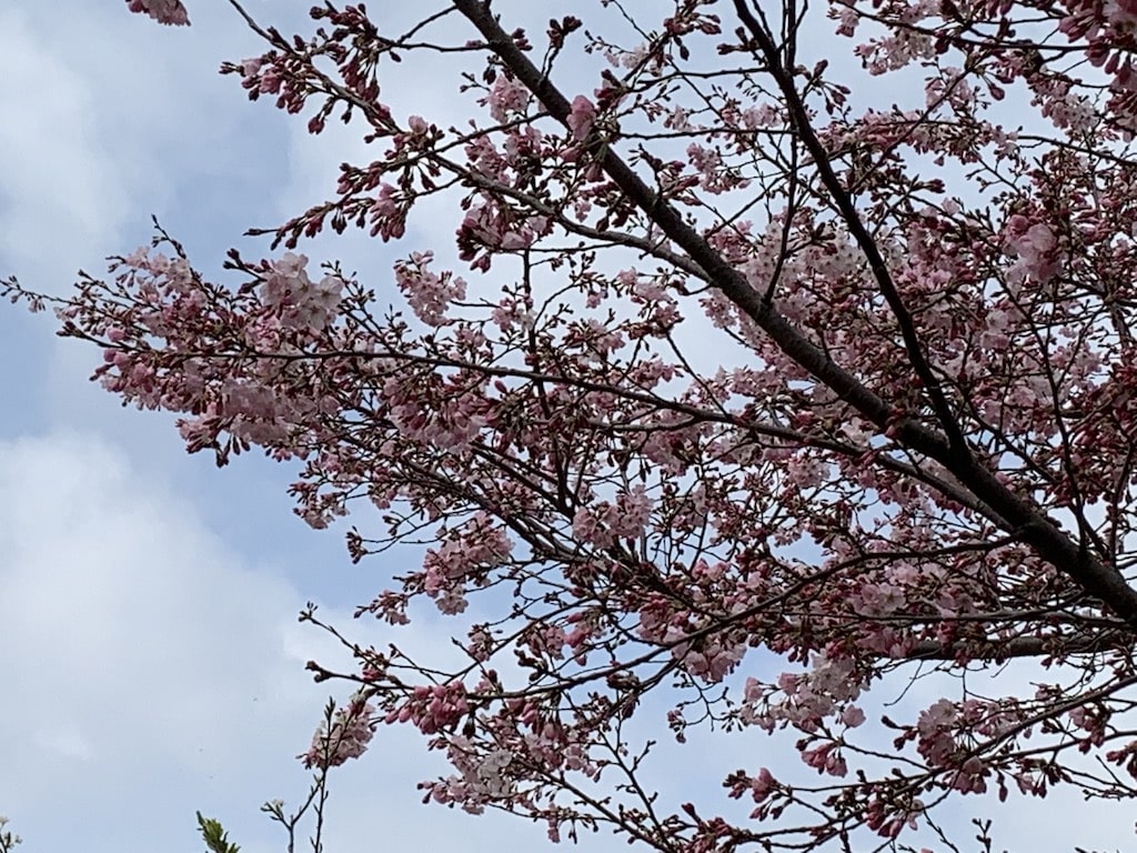 五分咲きの桜の枝